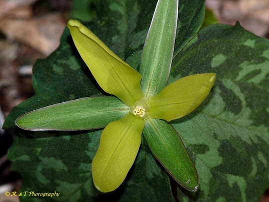 {Trillium luteum}